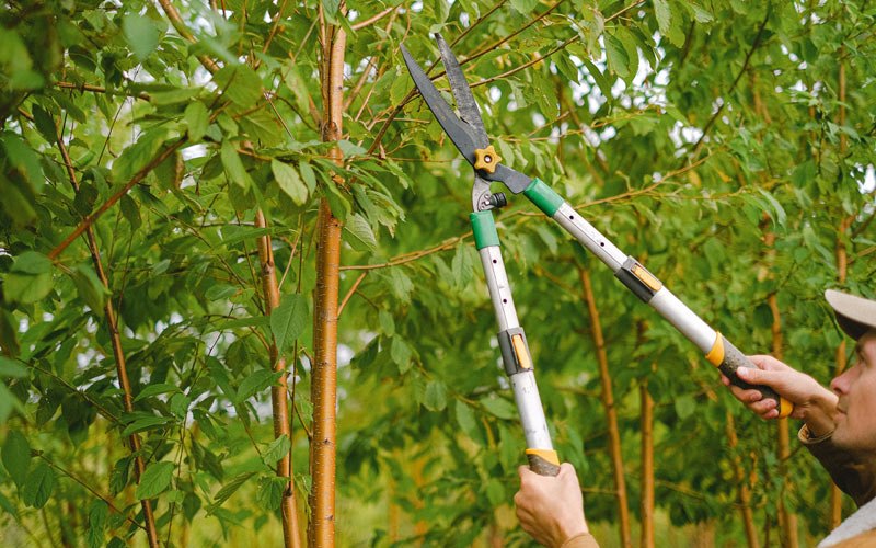 Tree trimming in Roslyn Heights, NY